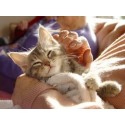 Caring for Cats the easy way