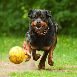 natural rottweiler
