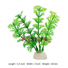 Ceratophylum Foxtail Green Plant Mini